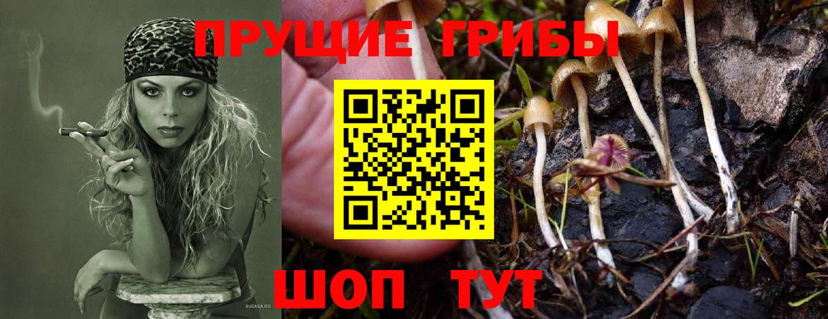 Сунжа  Псилоцибиновые грибы Psilocybe  Вход с VPN 