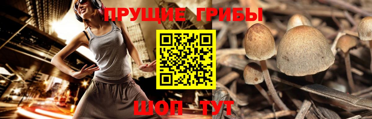 Галлюциногенные грибы Psilocybine cubensis Сунжа